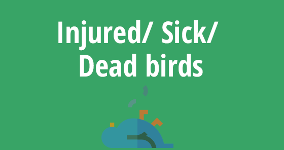 Injured/ Sick/ Dead birds